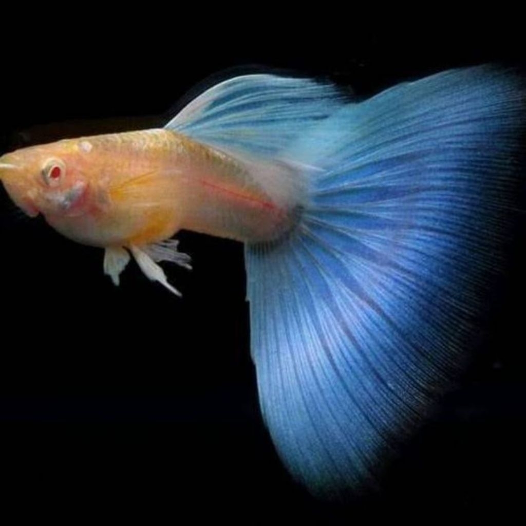 ikan Guppy sky blue/ topaz
