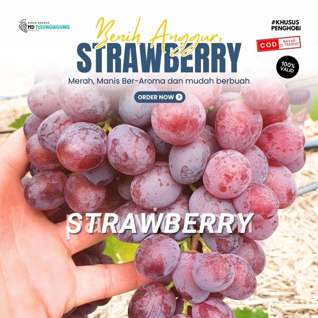 Bibit Anggur Import Strawberry (Ber-Aroma)