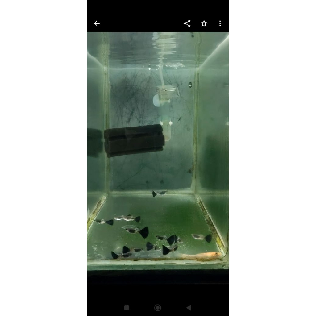 Hiasan aquarium metal snake skin blue tail (MSSBT)