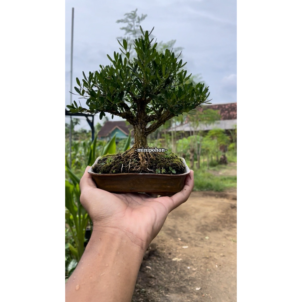Bonsai mame siap pajang