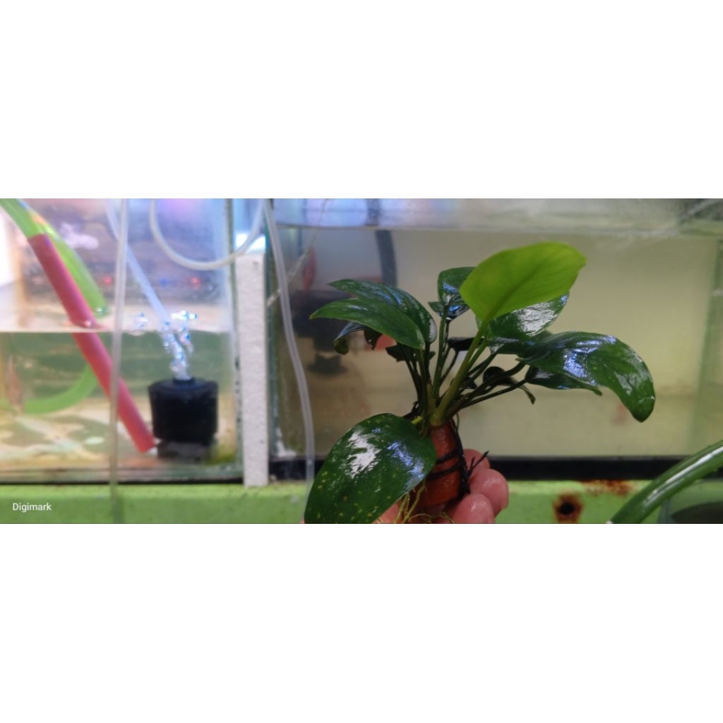 Anubias Nana Indukan Rawatan Low Co2 Real Pict