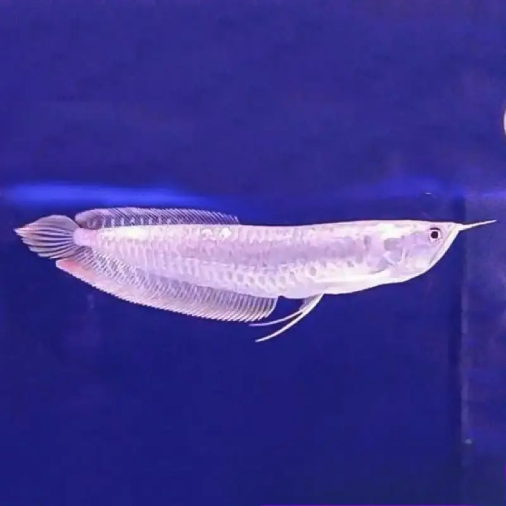Ikan Arwana Silver Size 9-10cm