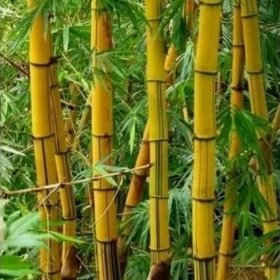 pohon bambu kuning ampel tinggi 2 meter