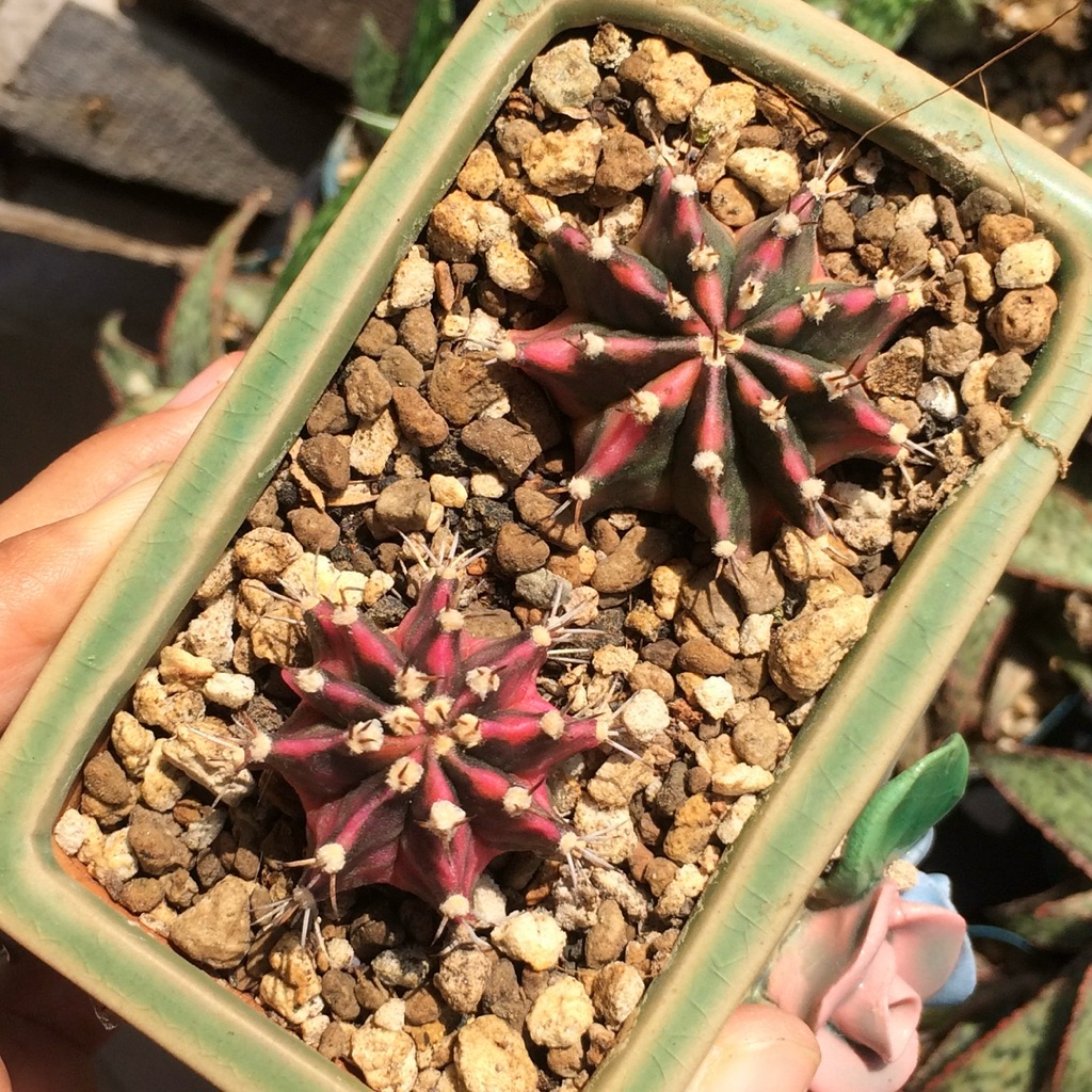 Gymnocalycium id Dragon Fin mihanovichii  gymno id var hybrid varigata kaktus gymno miha var tanaman