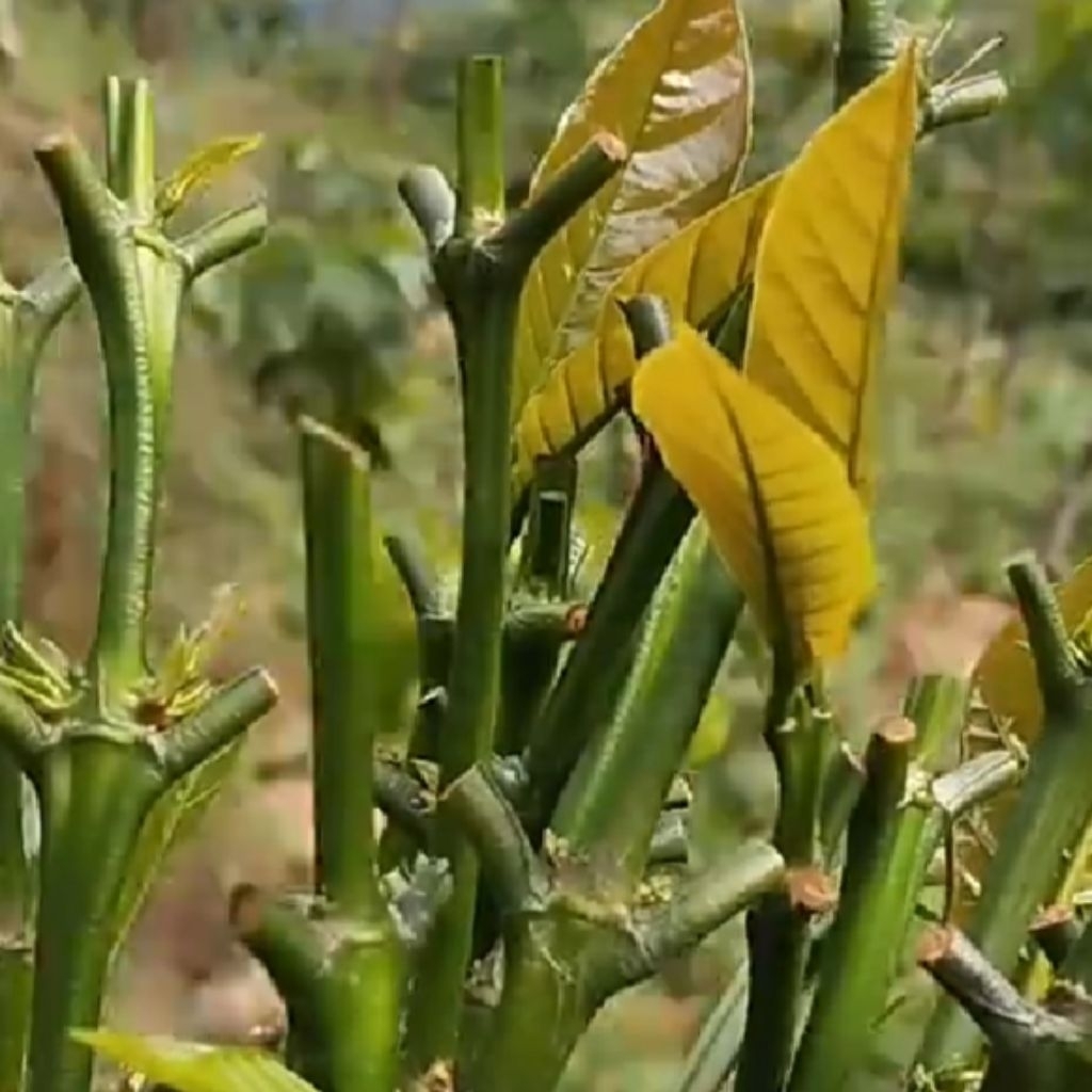20 stek entres kopi robusta stek ranting kopi robusta kualitas top
