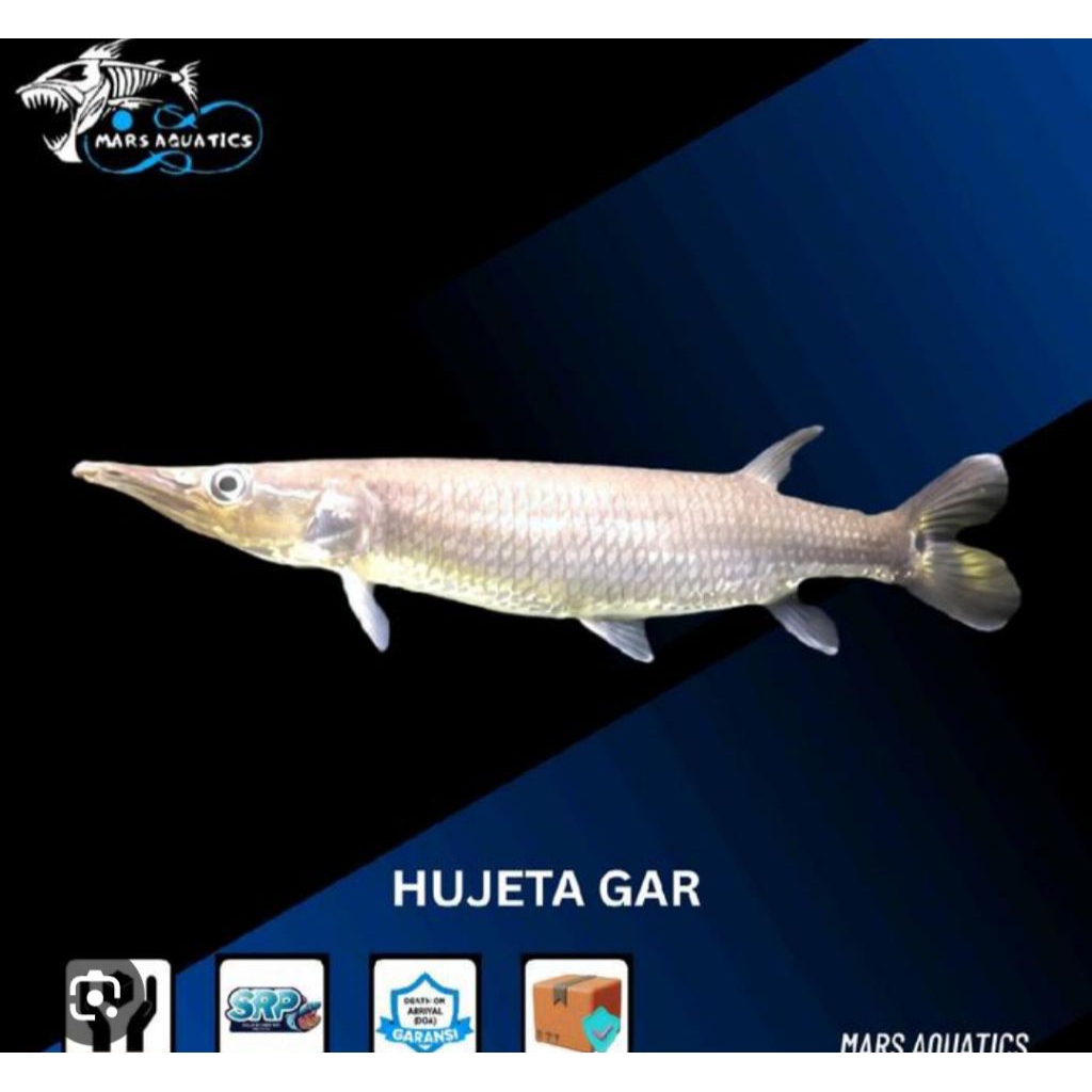 bergaransi hujeta gar 10-13cm