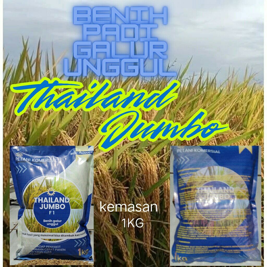 BIBIT BENIH PADI THAILAND JUMBO 1KG