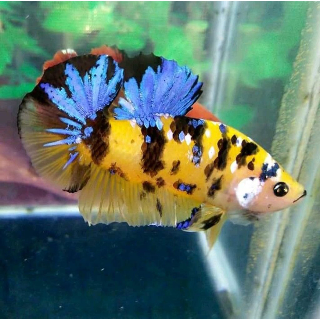 Ikan Cupang Yellow Koi Galaxy