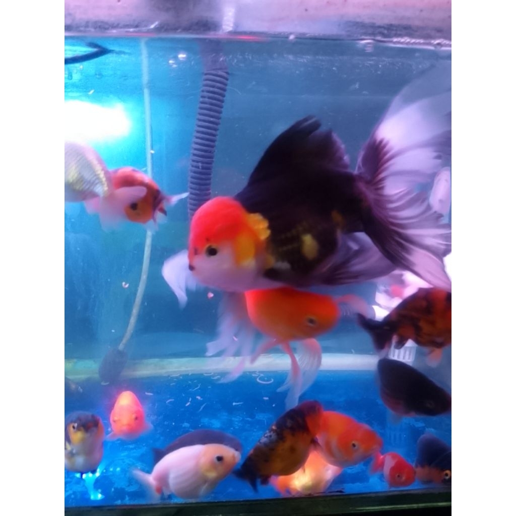 koki oranda Tancho size besar 10-13 cm khusus instan