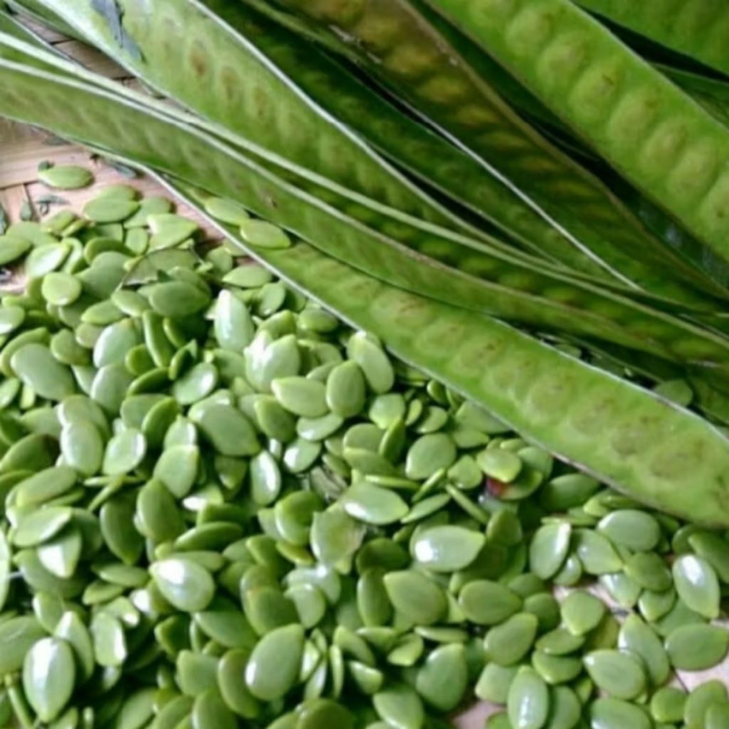 Petai Cina Segar Lamtoro Segar