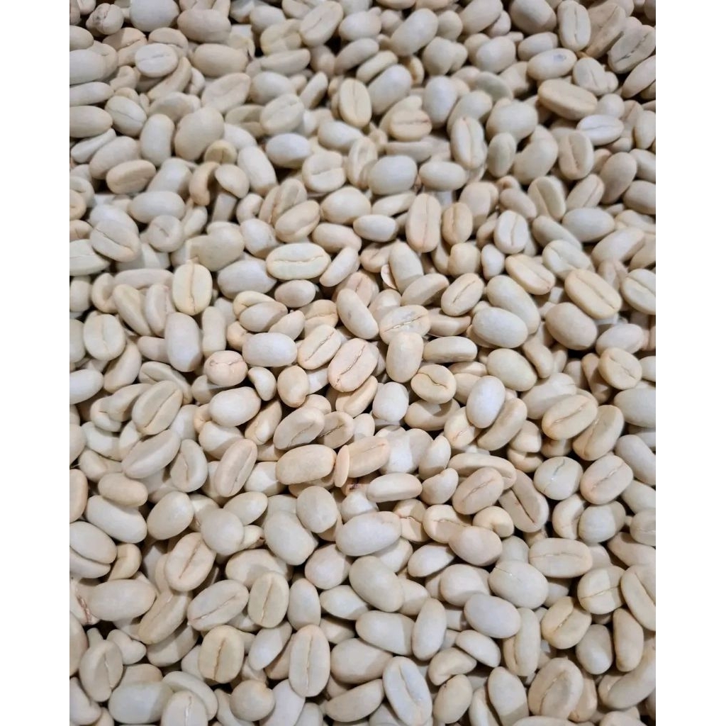 GABAH BASAH KOPI arabika ateng proses full wash asli garut