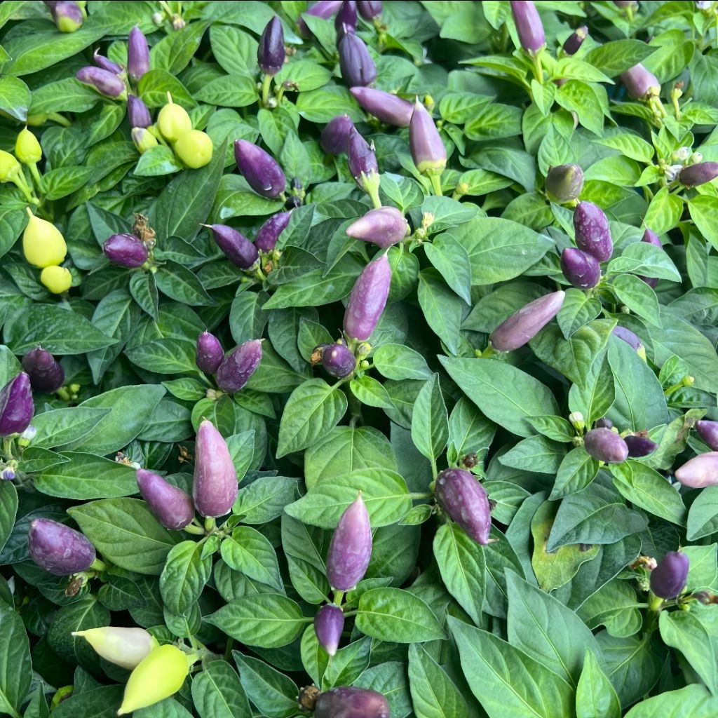 20 Biji Benih Cabai Ungu Rawit Super Pedas Benih Cabai Rawit Ungu Siap Semai