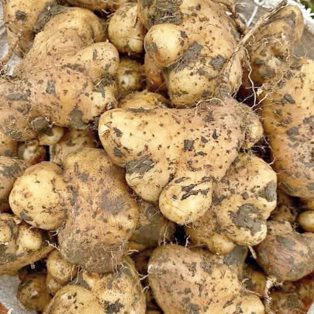 Gembili Ketan Jahe 1 KG Pulen