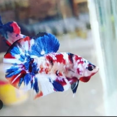 ikan cupang multicolor top grade.ber garansi