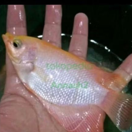 Bibit ikan Gurame Padang ukuran 3 jari(isi 3 ekor)