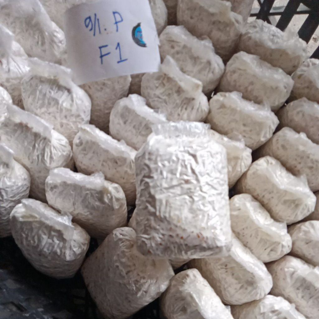 Bibit jamur tiram putih f1