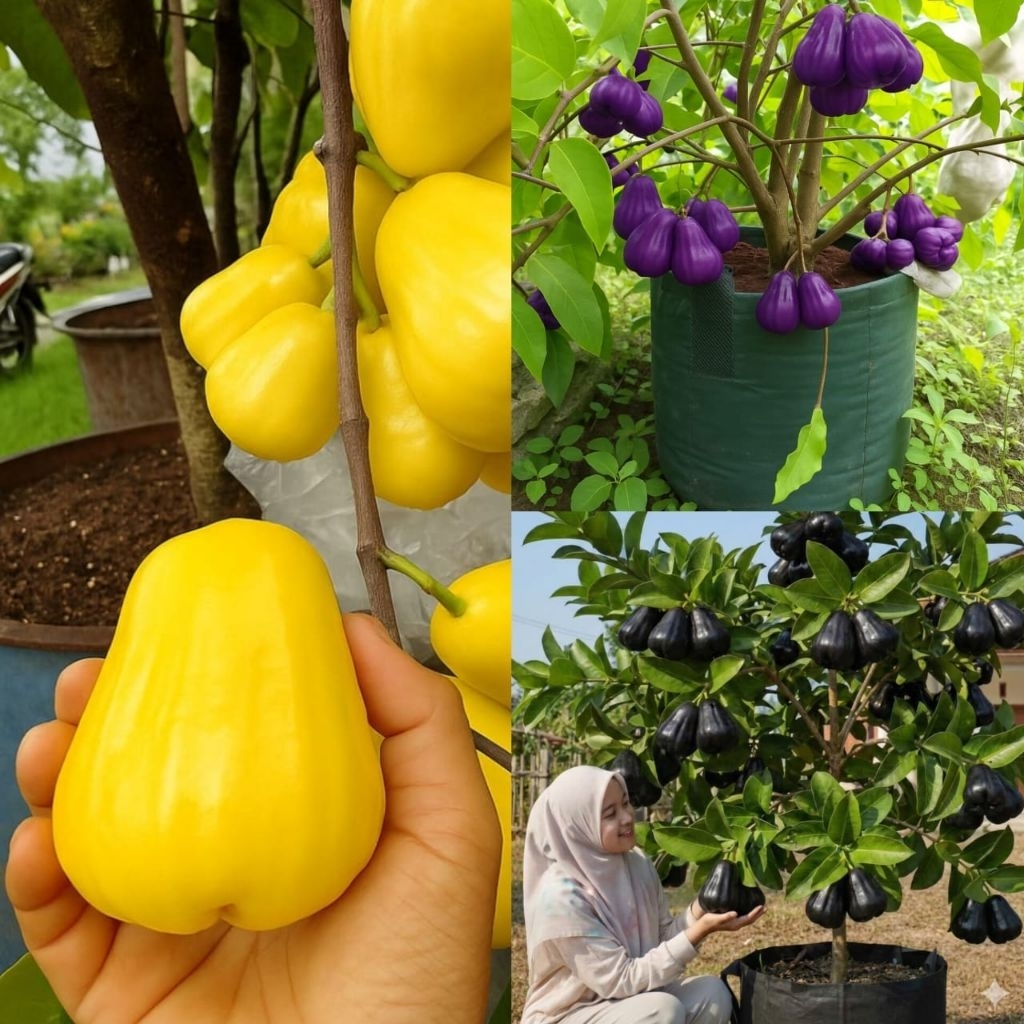 Promo Dapat 3 Bibit Jambu Air Super Unggul ( Jambu Air Madu Kuning, Jambu Air Citra Ungu, Jambu Air 