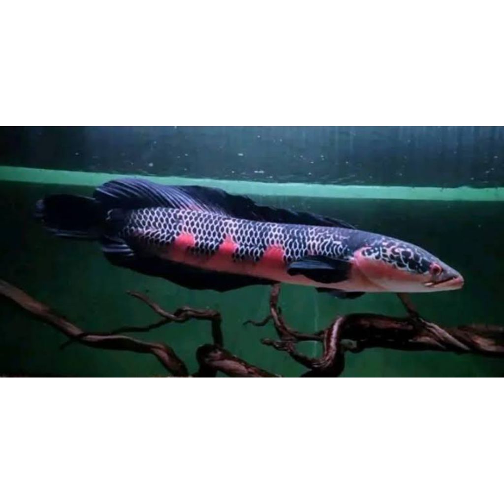 RED BARITO CALON GONDRONG SIZE 4 CM (3 PCS)