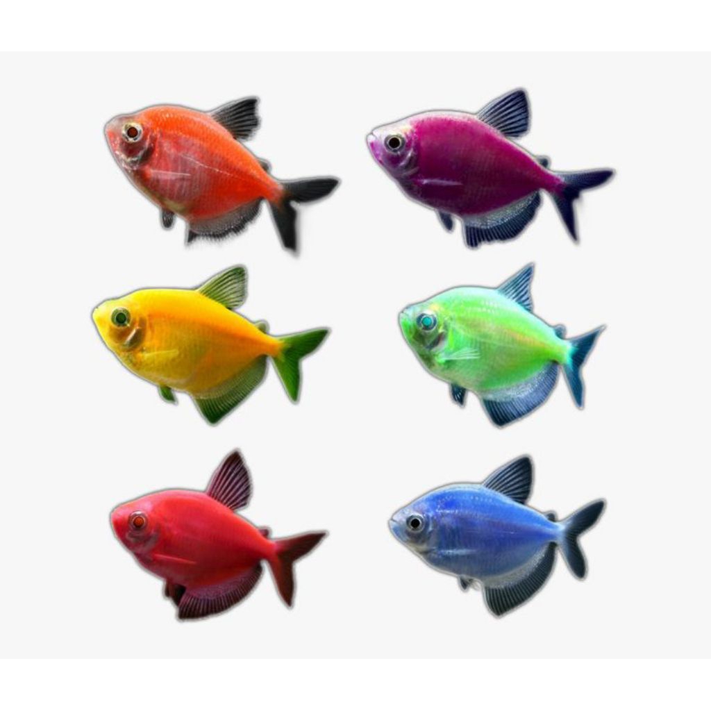 Tetra glowfish hiasan aquarium