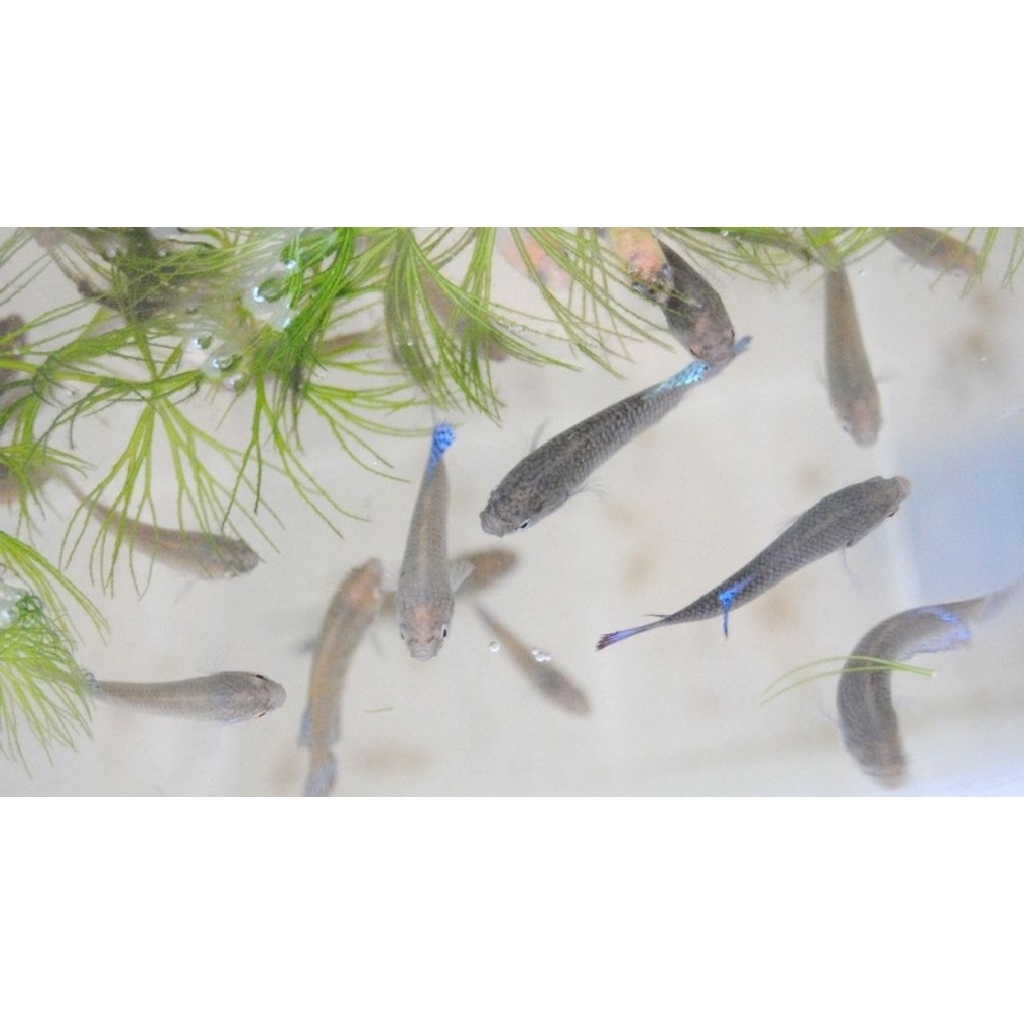 burayak ikan cupang selomang mix 15 ekor male & female campur ikan cupang sawah cupang alam ikan cup