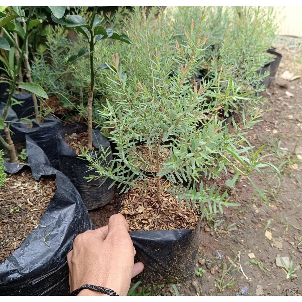 Bibit Pohon Kayu Putih - Tanaman Kayu Putih Wangi