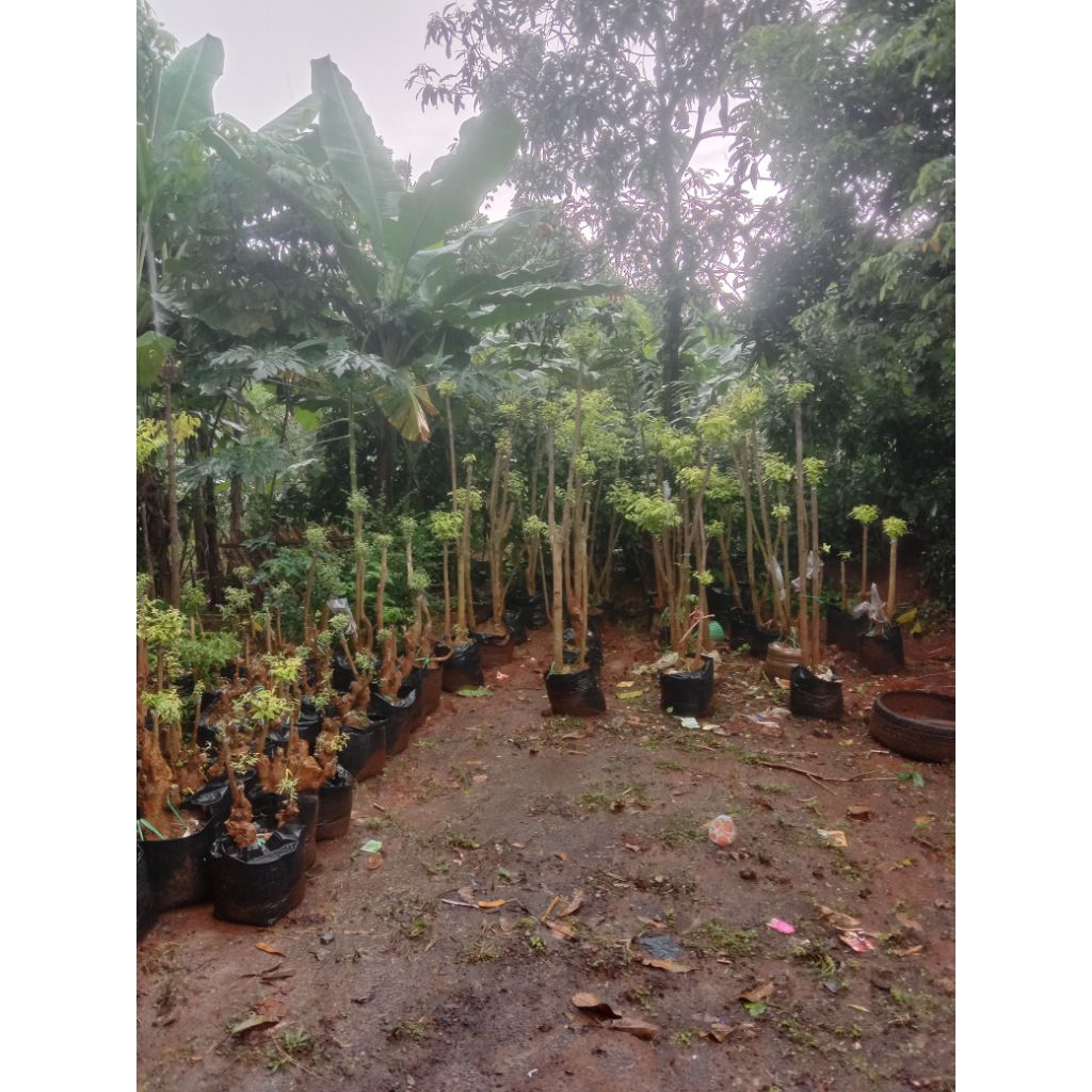 bonsai mentoas anting putri, micro