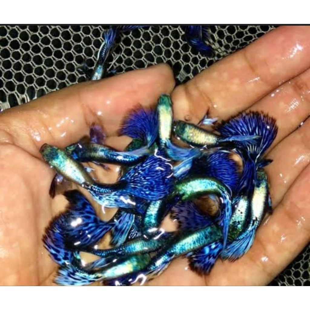 peketan sepasang guppy invory siap dibudidayakan