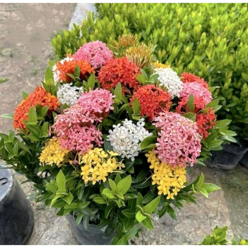 TANAMAN HIAS BUNGA ASOKA MACAM - MACAM VARIAN WARNA