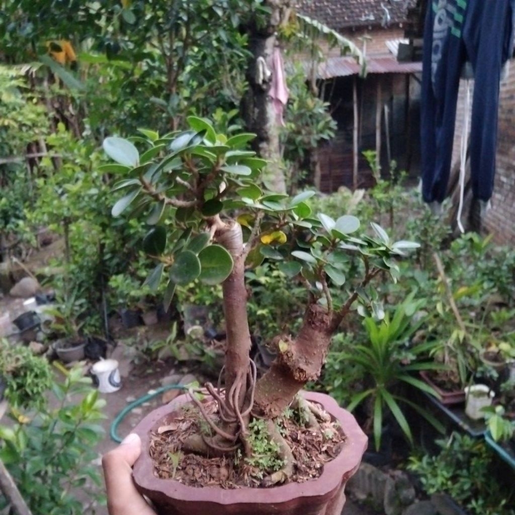 bonsai dolar micro