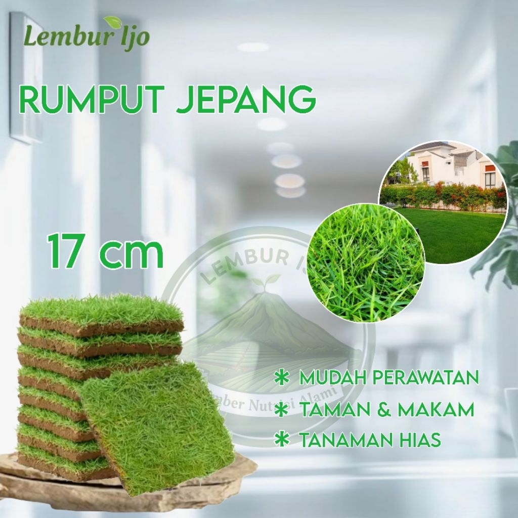 LEMBUR IJO -  Rumput Jepang Hidup 15-17 Cm / Rumput Hias Hijau Segar Untuk Taman / Kuburan / Makam