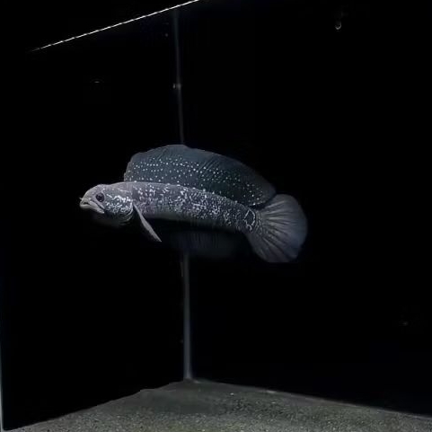 stiker box anti air channa ws pure spot ajib good quality 4-7cm anti air basah