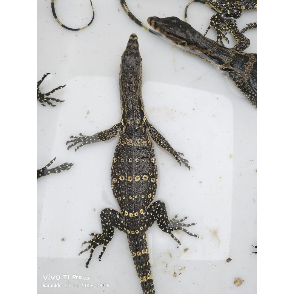 biawak (salva baby up)