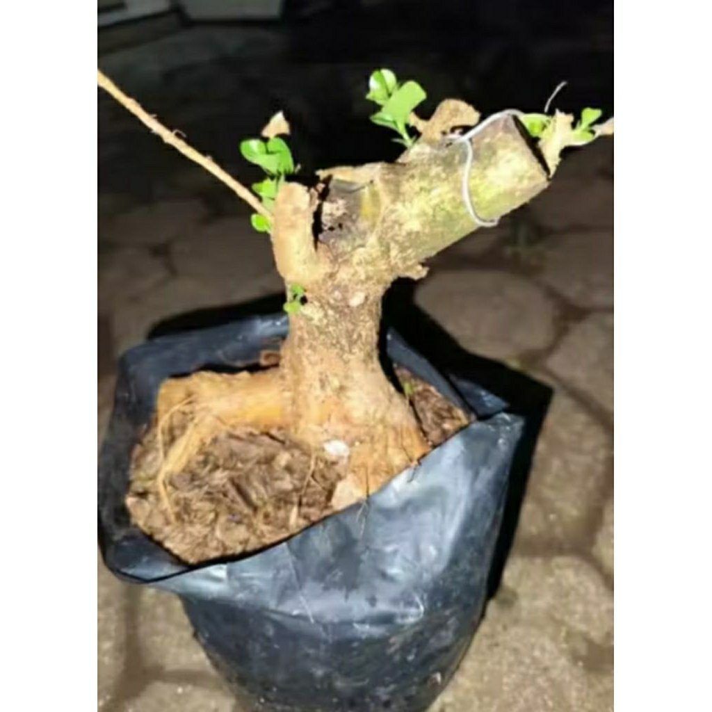 Bahan bonsai wahong