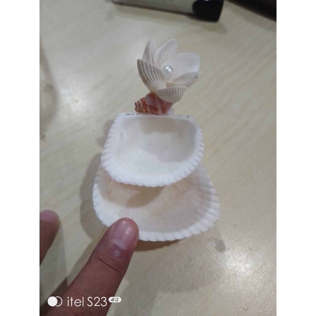 kerang dara besar wadah aksesoris/perhiasan