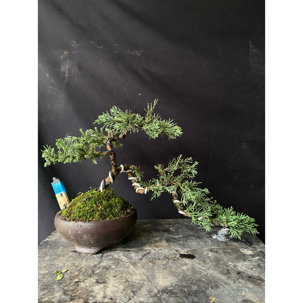 Bonsai cemara blue sinensis