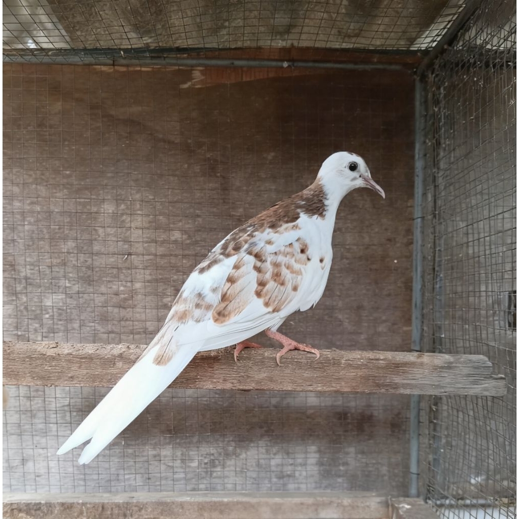 Burung Tekukur Warna Semi Full Backspot