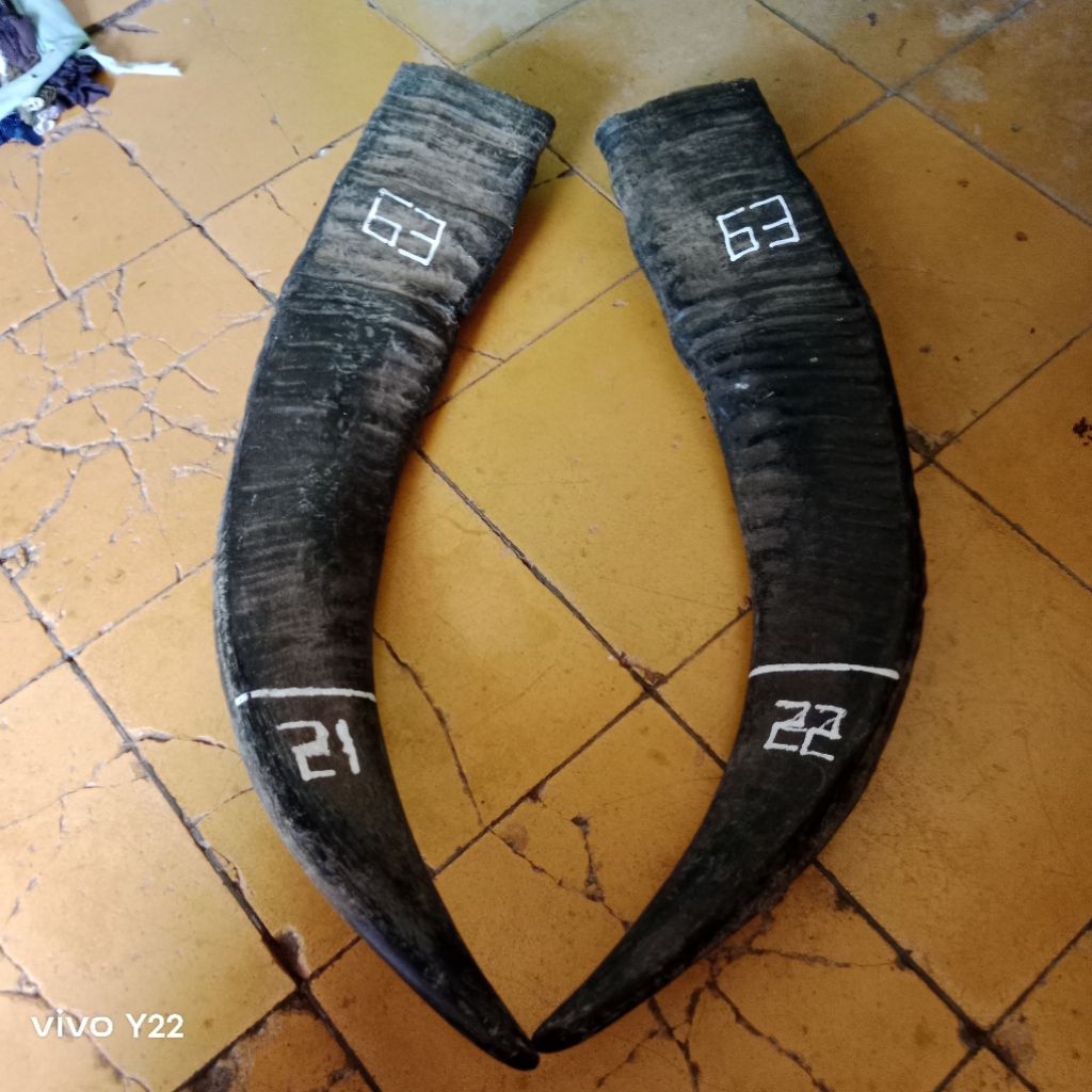 tanduk kerbau padatan