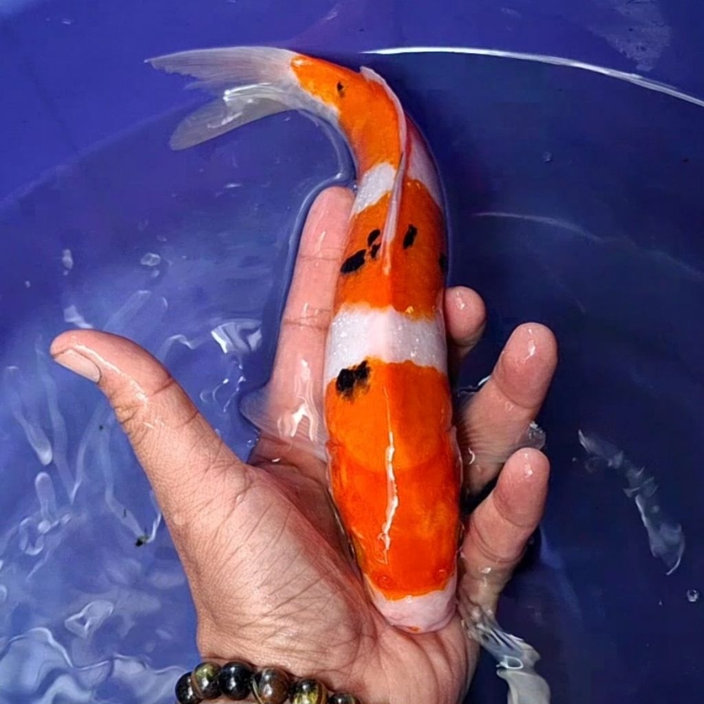 Ikan Koi Blitar Jenis Sanke / Rumah Koi Jakarta / kode 0061