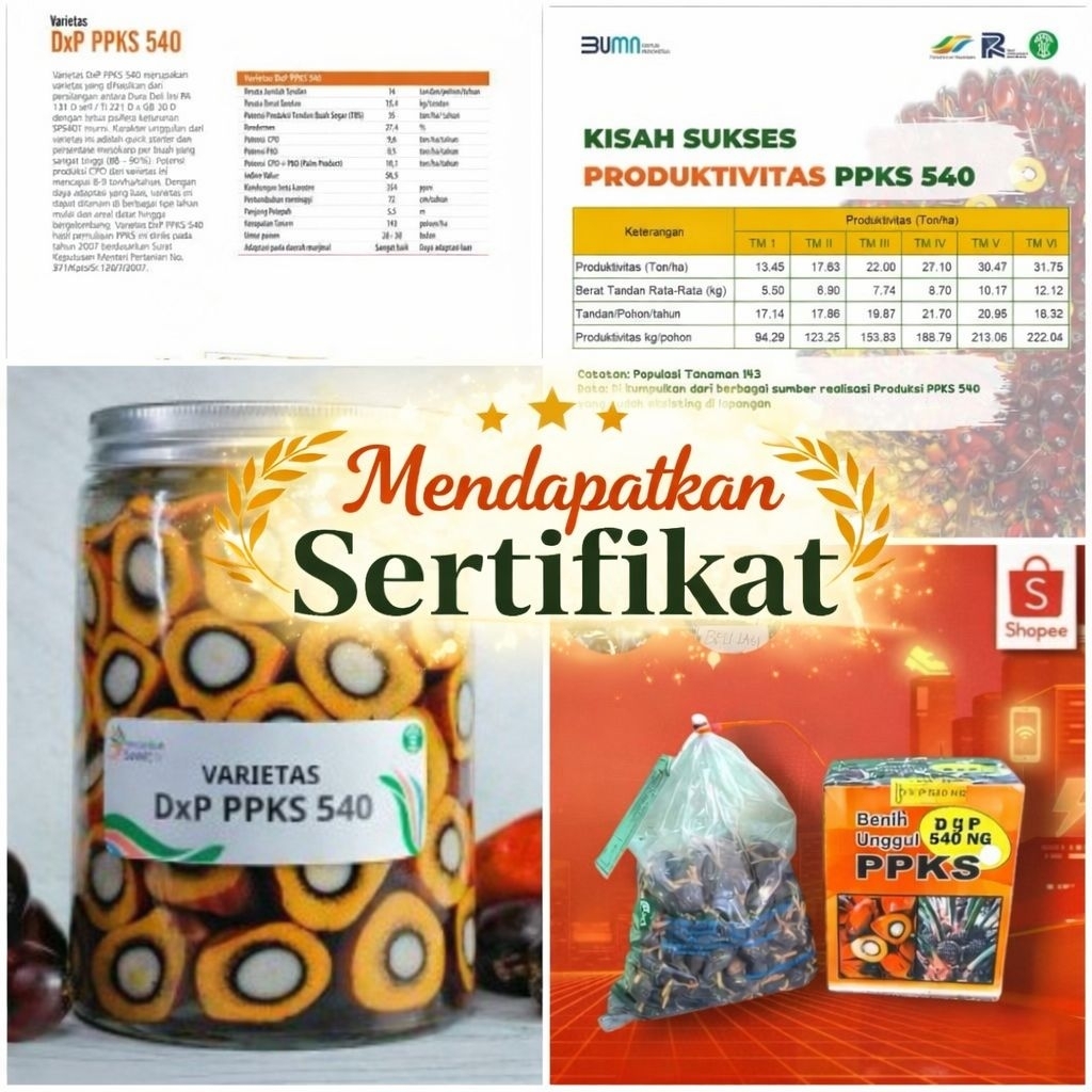 Kecambah Sawit Unggul PPKS 540 Original | 100% Bersertifikat Resmi