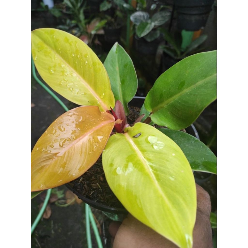 philodendron orange juice