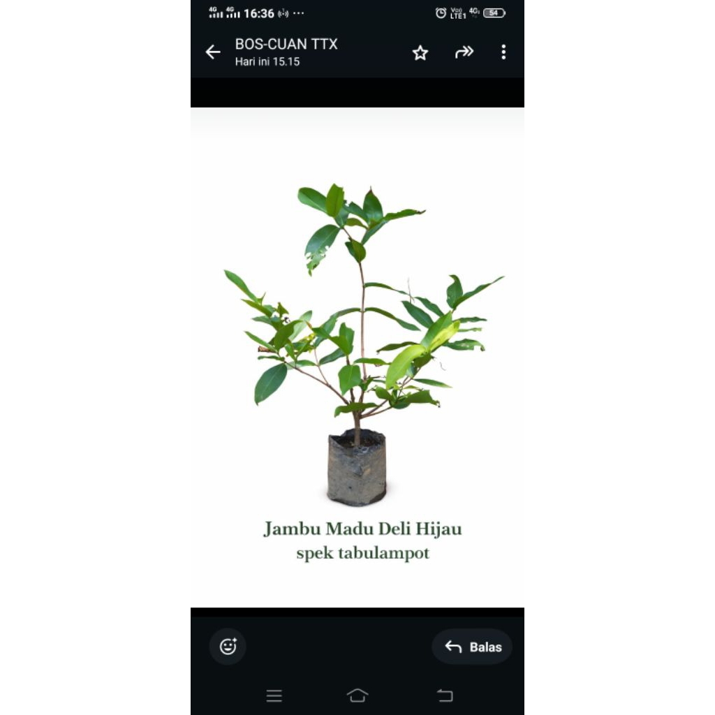 Jambu Madu Deli,jambu Dalhari,Jambu Kiojok