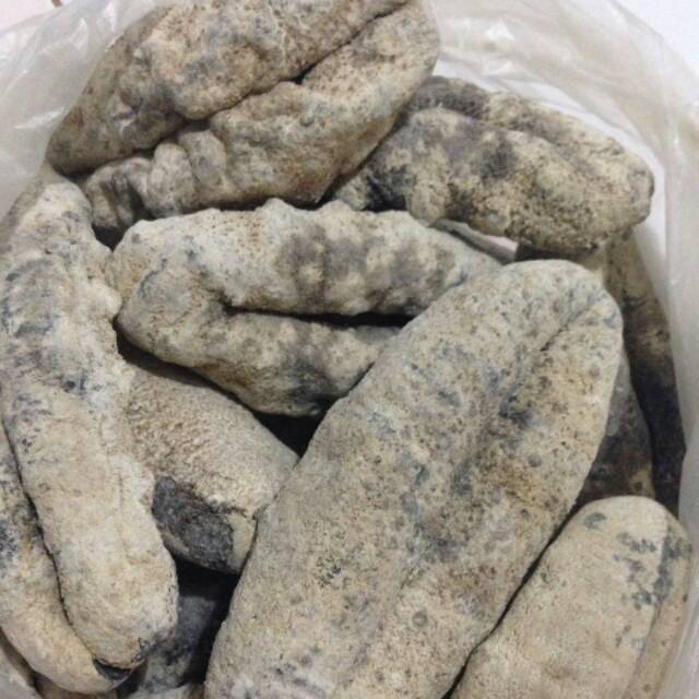 PER PCS TERIPANG SUSU - HOISOM TRIPANG SUSU ( TIDAK KUPAS ) UKURAN 400 GR UP