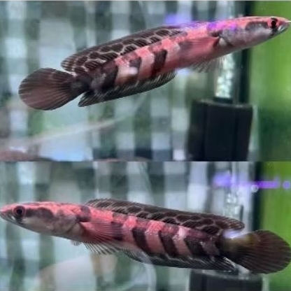 channa red barito | Ukuran 5 Cm | ikan predator