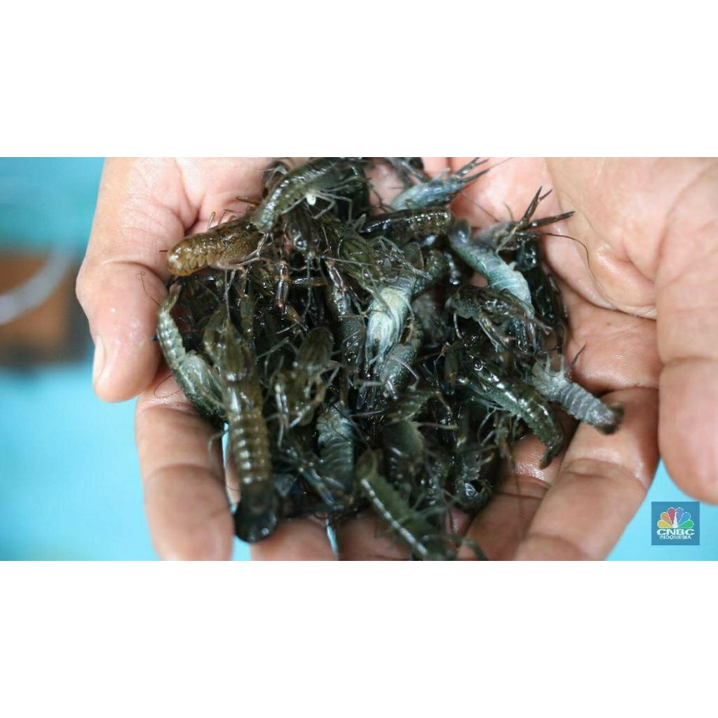 Bibit/Benih Lobster Air Tawar