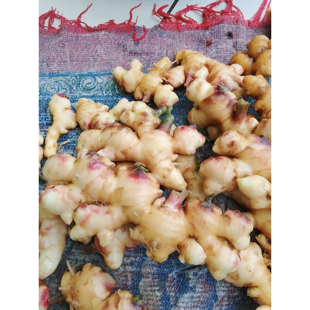 Jahe putih jahe muda segar 500gram super kualitas bagus