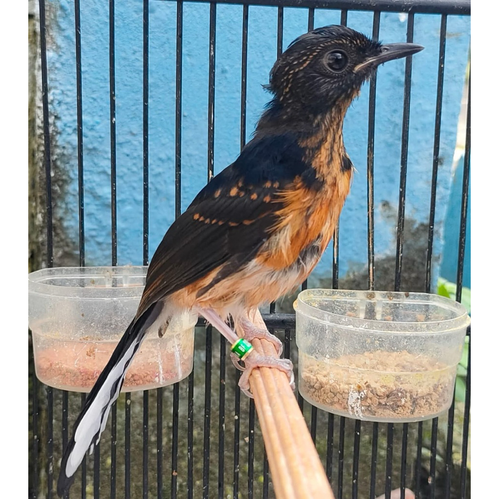 (Trah Ekor Panjang) Murai Batu Trotol Jaminan Jantan