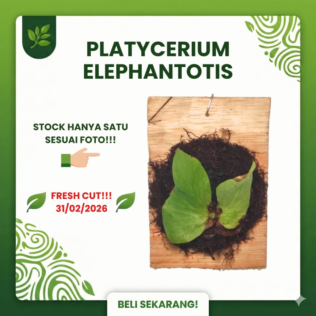 SESUAI FOTO - Platycerium Elephantotis Pup Anakan Fresh Cut dari Indukan Sp - Simbar Menjangan Gajah