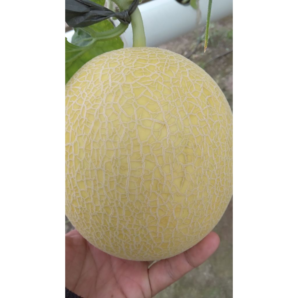 melon inthanon