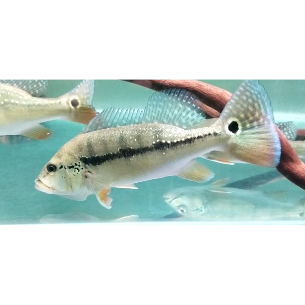 Ikan Peacokbass Pbass Intermedia 20 Cm