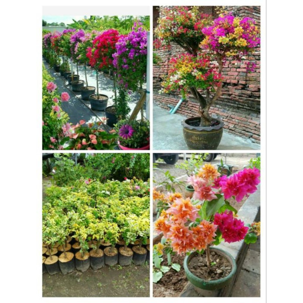 Pohon bougenville/Bougenville pohon taman